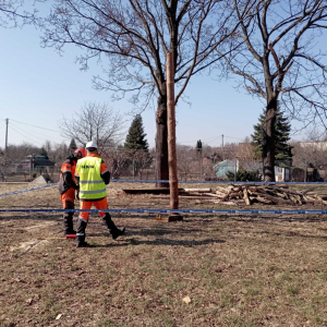 Pokaz sztuki pilarskiej - Technikum Leśne