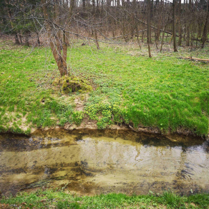 Zielona trawa nad rzeką