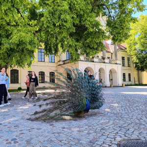 W parku  Muzeum Zamoyskich w Kozłówce