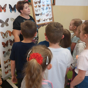 Prezentacja gatunków motyli z użyciem tablicy edukacyjnej