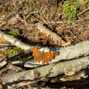 Piękny motyl - Przecinek