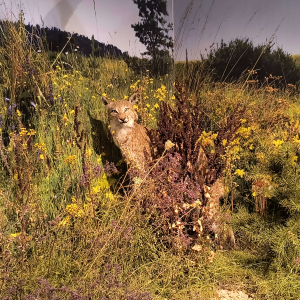 Element wystawy Roztoczańskiego Parku Narodowego