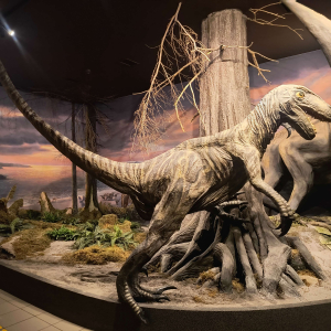 Element wystawy Roztoczańskiego Parku Narodowego