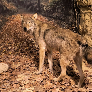 Element wystawy Roztoczańskiego Parku Narodowego