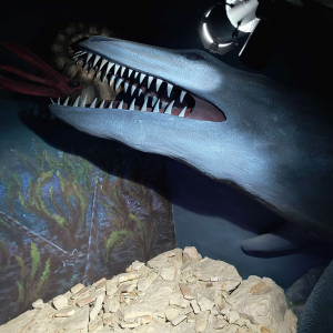 Element wystawy Roztoczańskiego Parku Narodowego