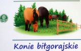 konik biłgorajski 1